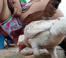 Deve guardare desi Bhabi gallina alimentazione