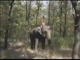 Big cheese be required of chum around with annoy Elephants